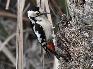 カタジロアカゲラ - eBird