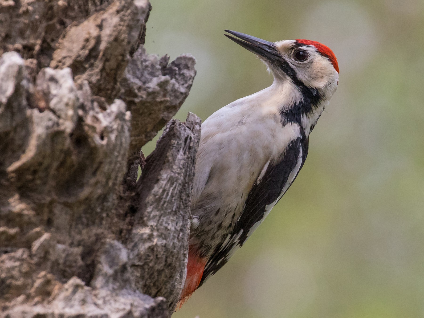 Sind Woodpecker - Dorna Mojab
