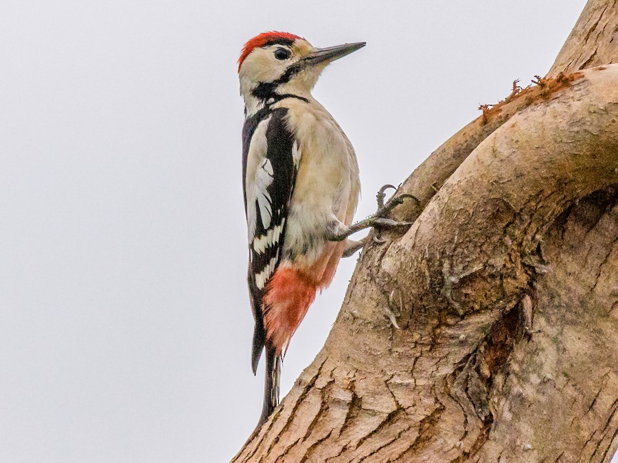 Sind Woodpecker - eBird