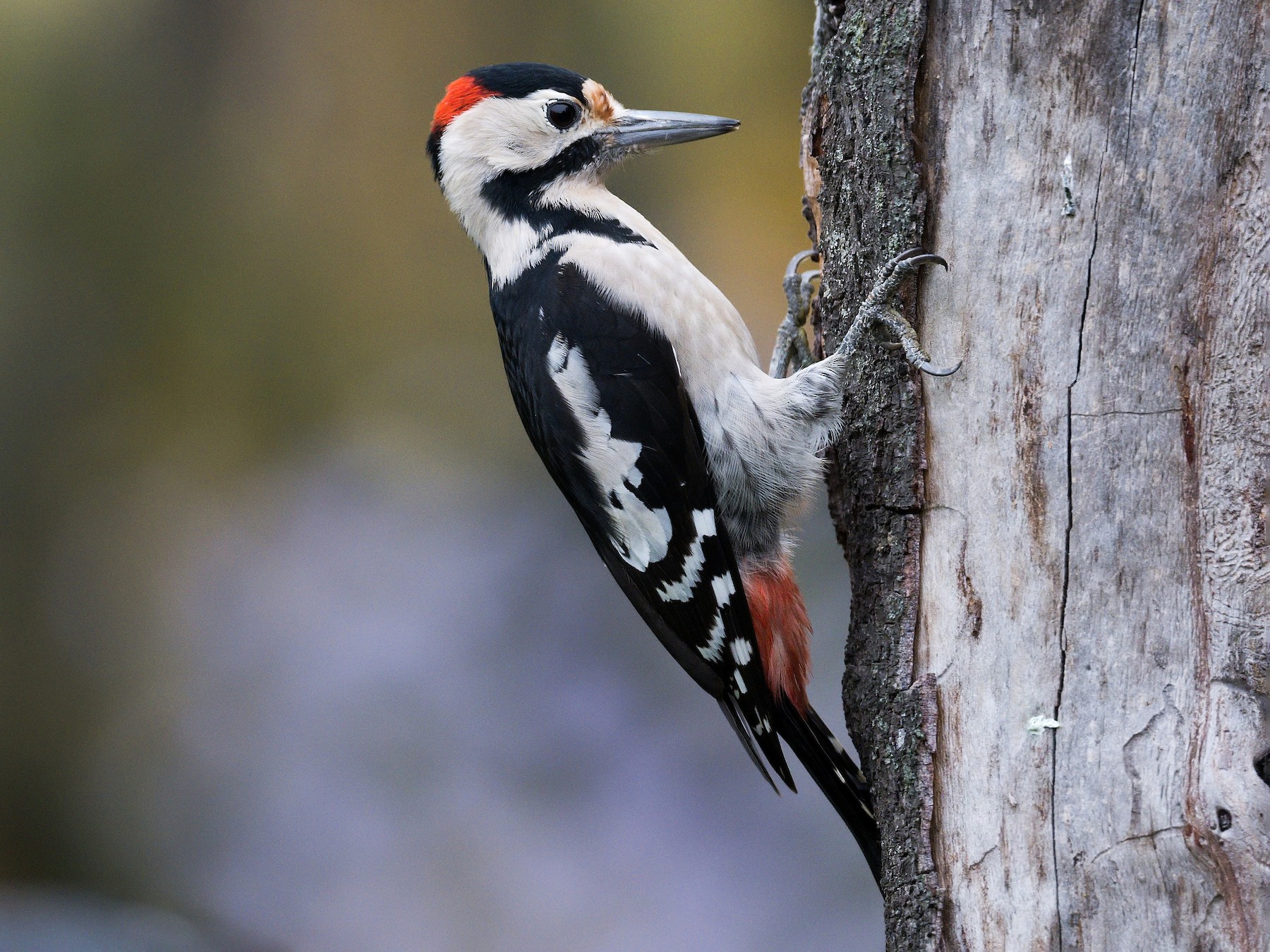 Сирийский дятел - eBird