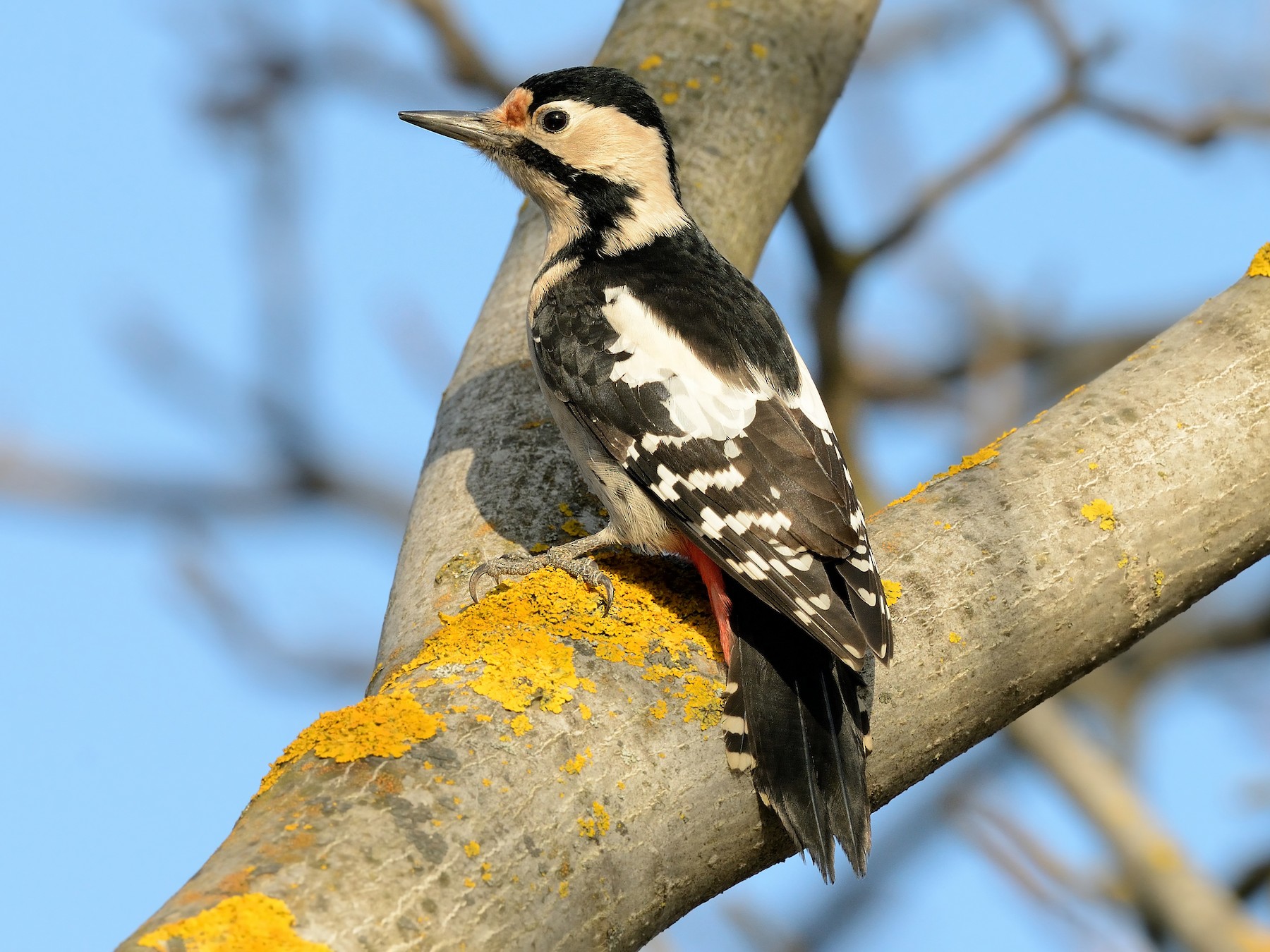 Сирийский дятел - eBird