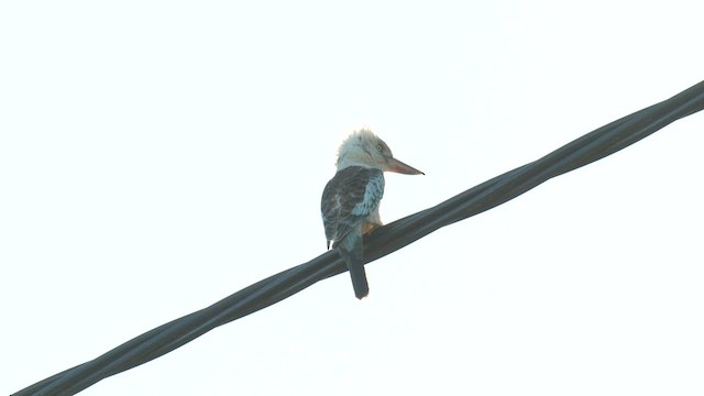 Blue-winged Kookaburra - ML601191151