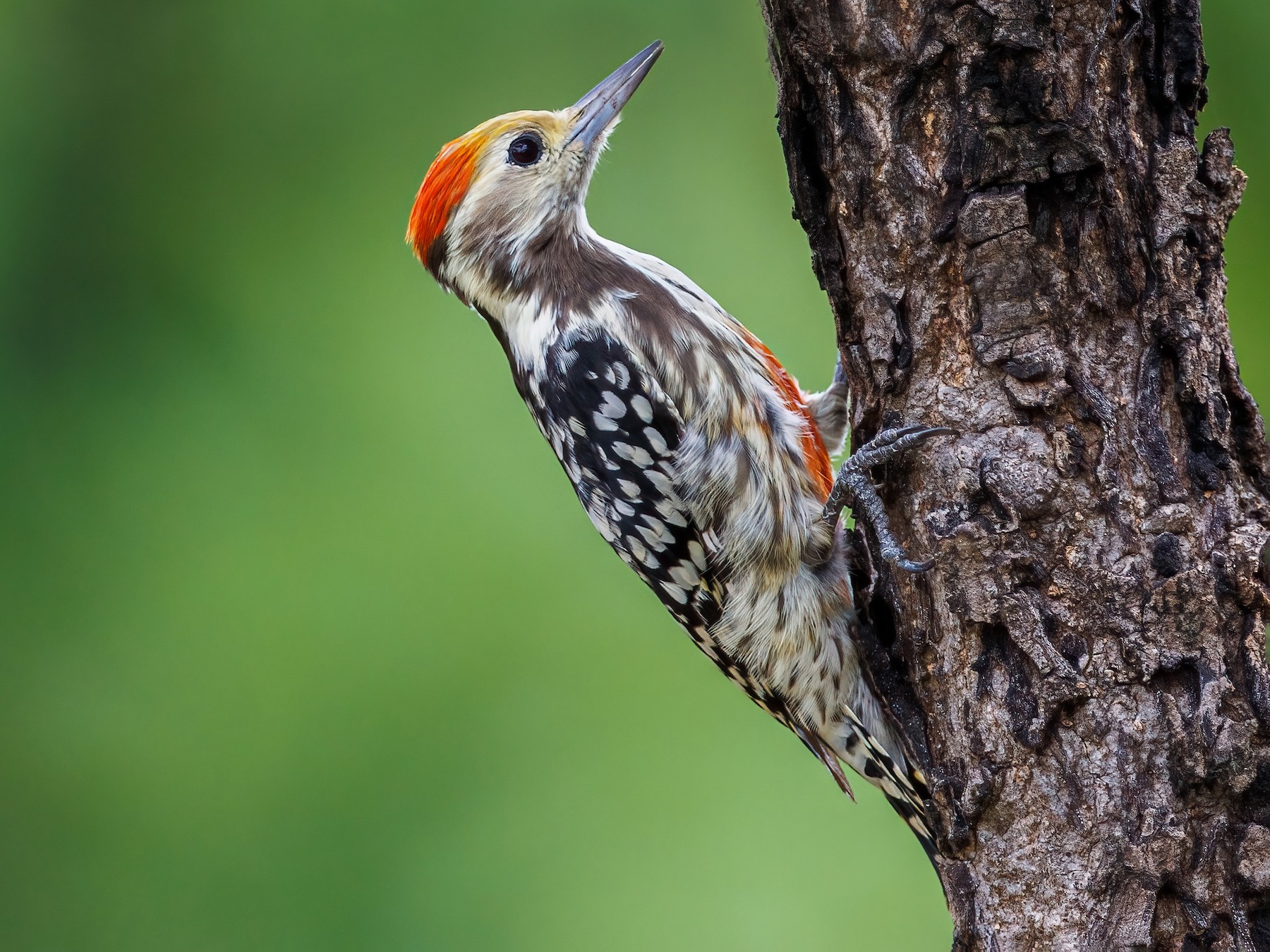Yellow-crowned Woodpecker - Hari K Patibanda