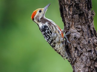  - Yellow-crowned Woodpecker