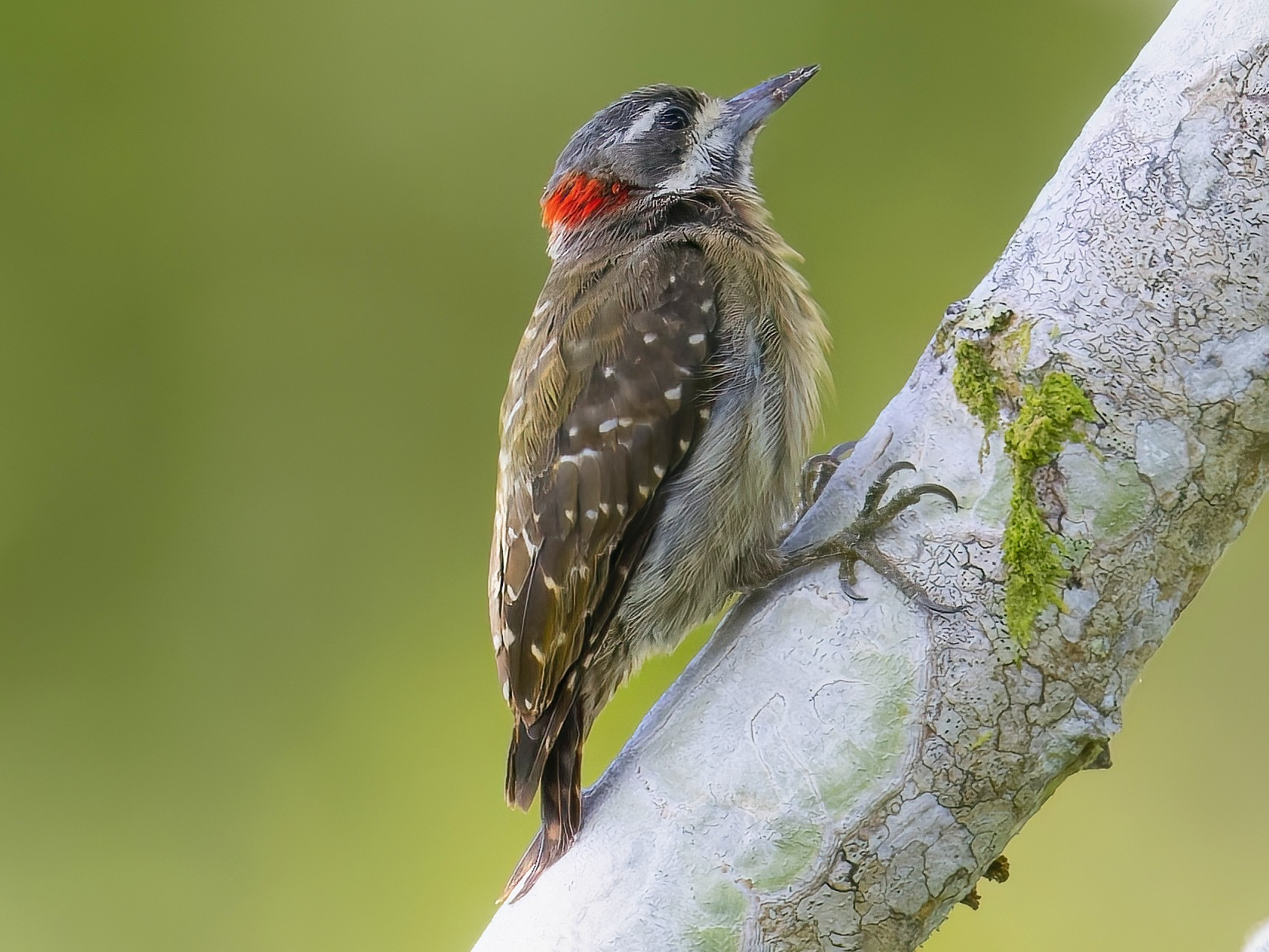 Sulawesi Pygmy Woodpecker - Kenneth Cheong