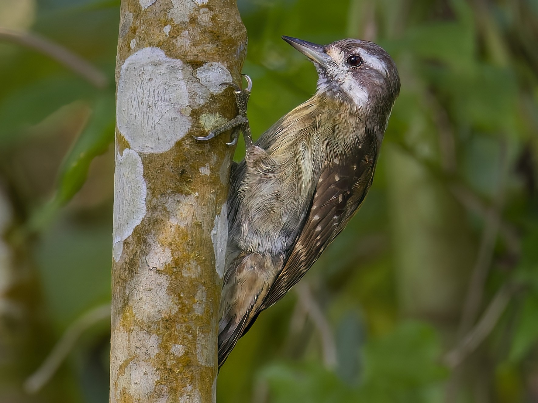 Sulawesi Pygmy Woodpecker - Kenneth Cheong