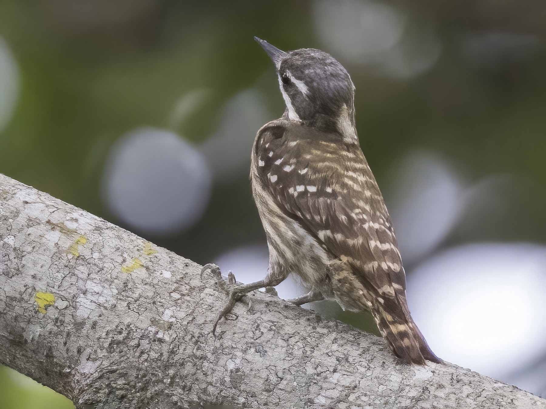 Sulawesi Pygmy Woodpecker - Robert Lockett