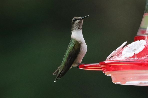 Ruby-throated Hummingbird - ML601194811