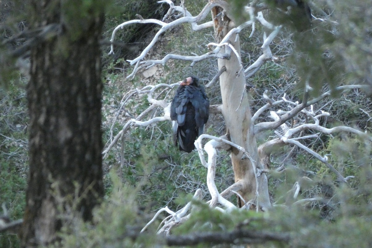 Condor de Californie - ML601197341
