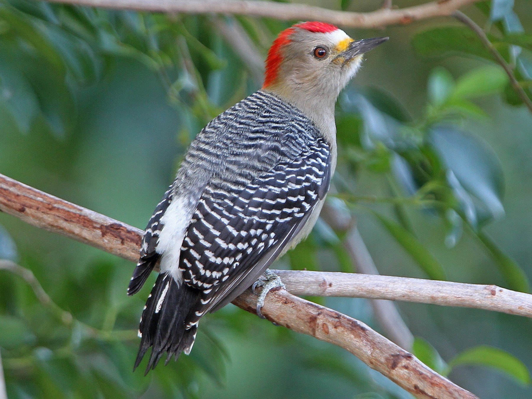 Yucatan Woodpecker - Christoph Moning