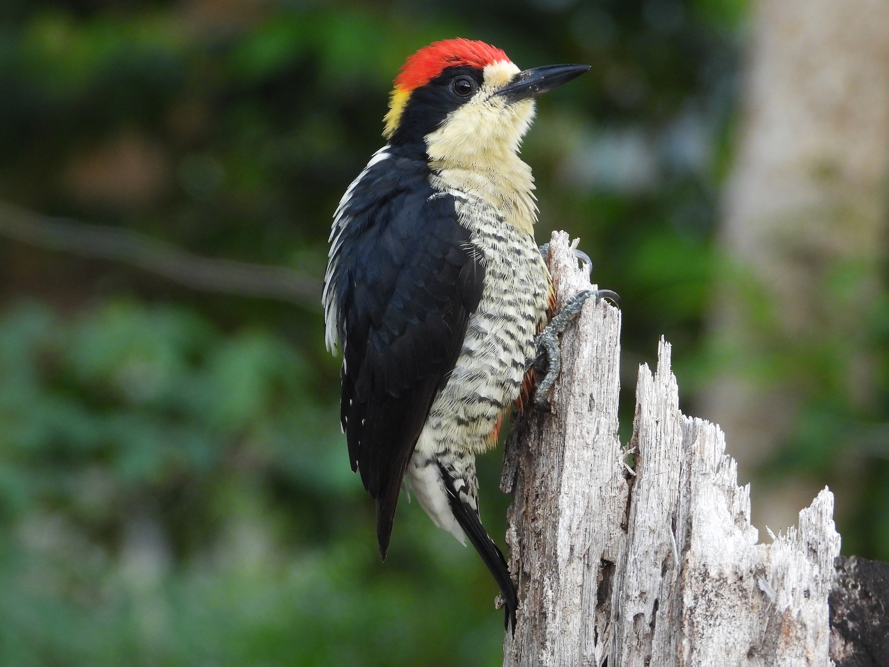 Beautiful Woodpecker - Juan Carlos Luna Garcia