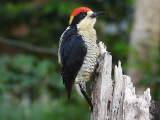  - Beautiful Woodpecker