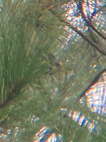 Yellow-rumped Warbler (Audubon's) - ML601198761
