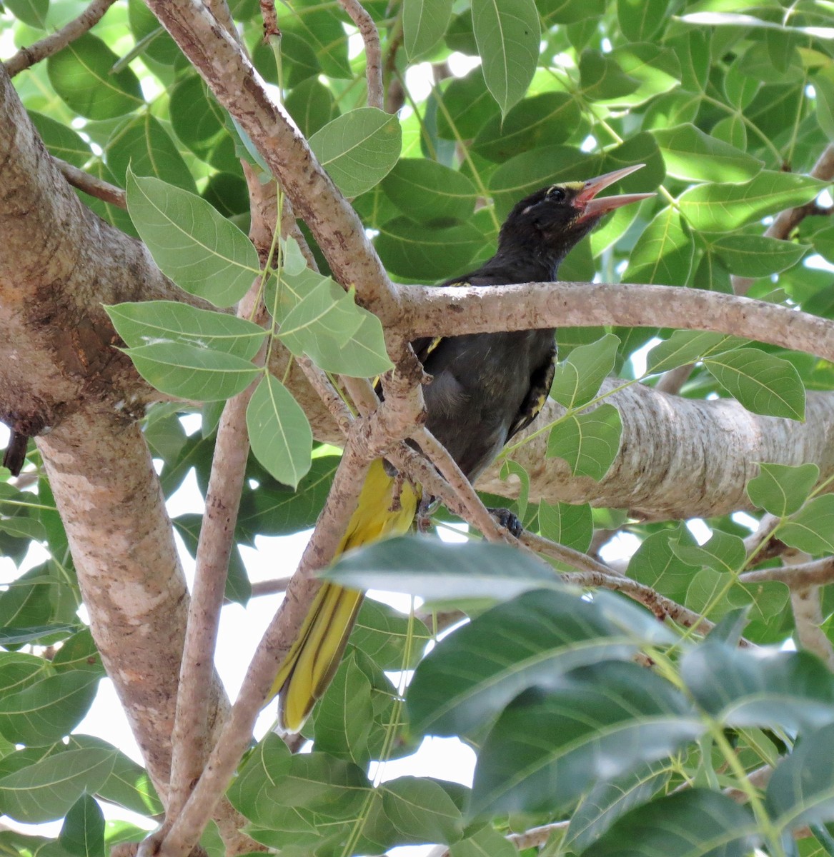 Yellow-winged Cacique - ML60120031