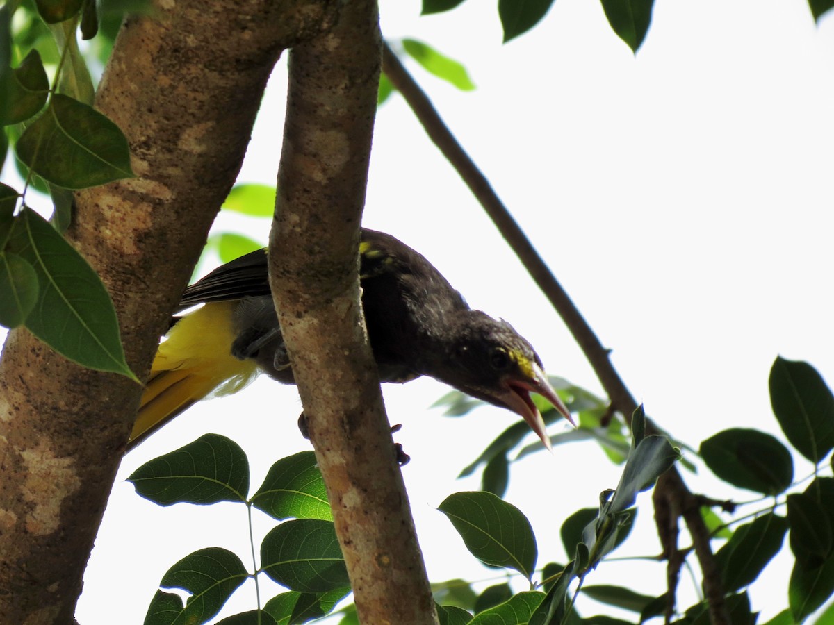 Yellow-winged Cacique - Kevin Schwartz
