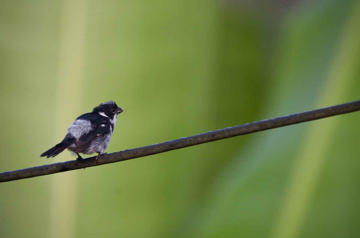 Wing-barred Seedeater (Caqueta) - ML601208381