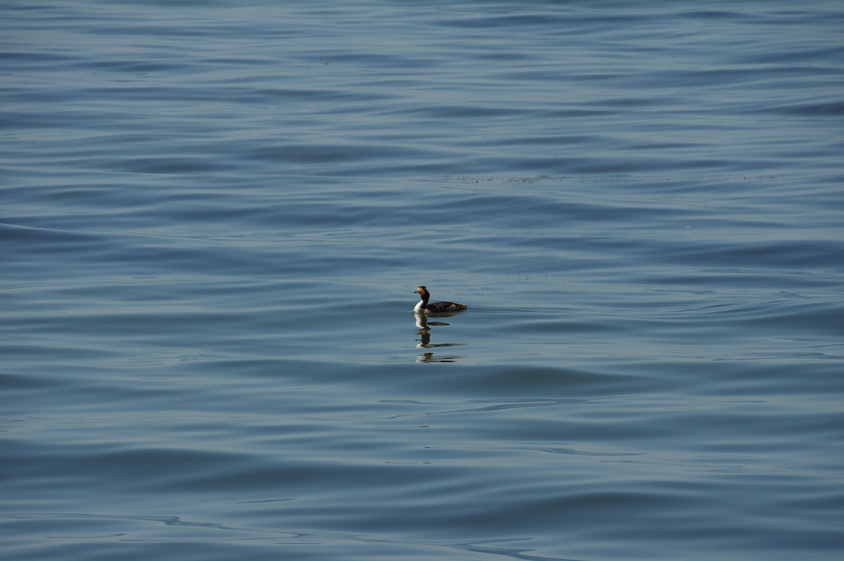 Great Crested Grebe - ML601208551