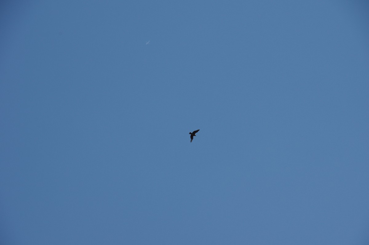 Black Kite - ML601211241