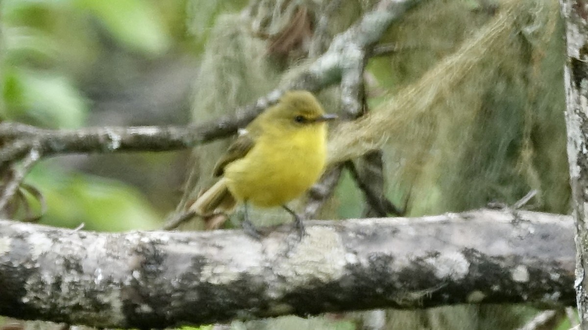 Mountain Yellow-Warbler - ML601211451
