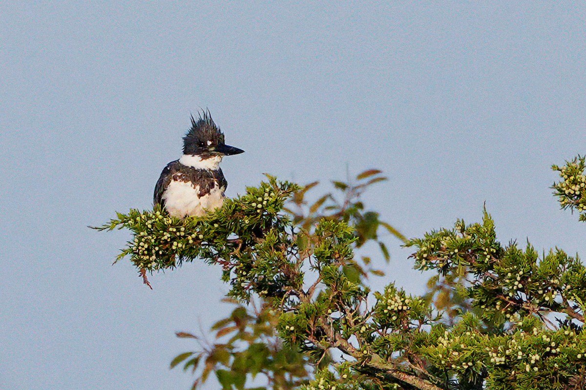 Belted Kingfisher - ML601212181