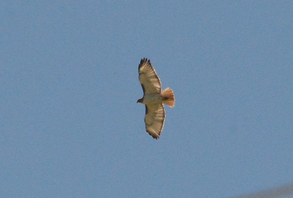 Red-tailed Hawk - ML60121511
