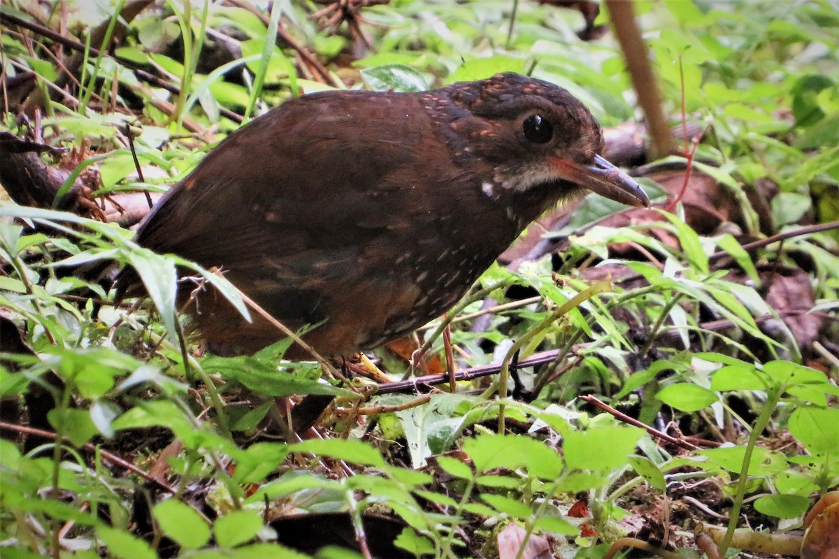 Moustached Antpitta - ML601219951