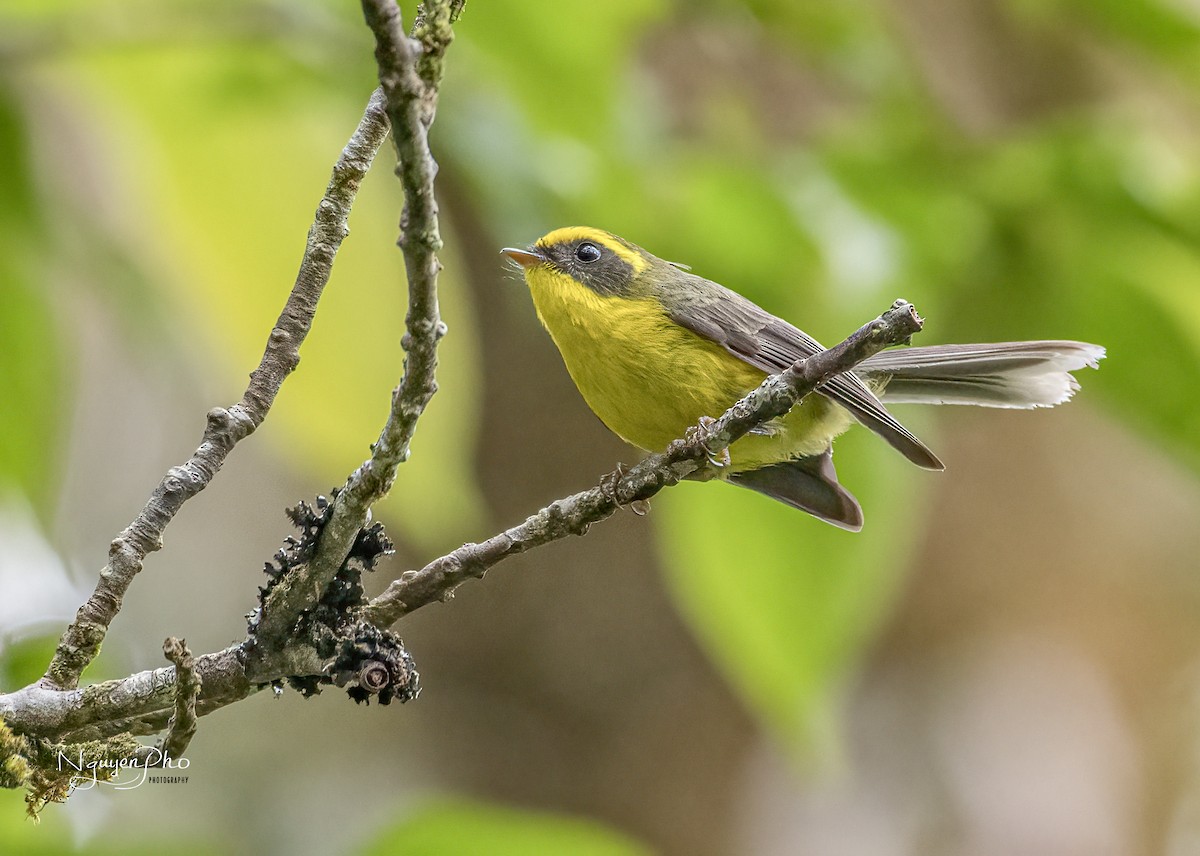 Yellow-bellied Fairy-Fantail - ML601222311