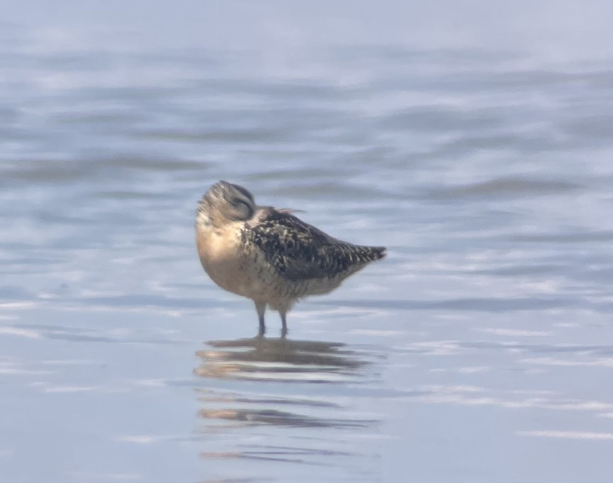 Long-billed Dowitcher - ML601226371
