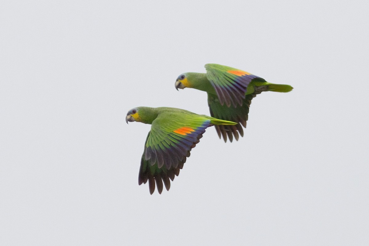 Orange-winged Parrot - ML601228991