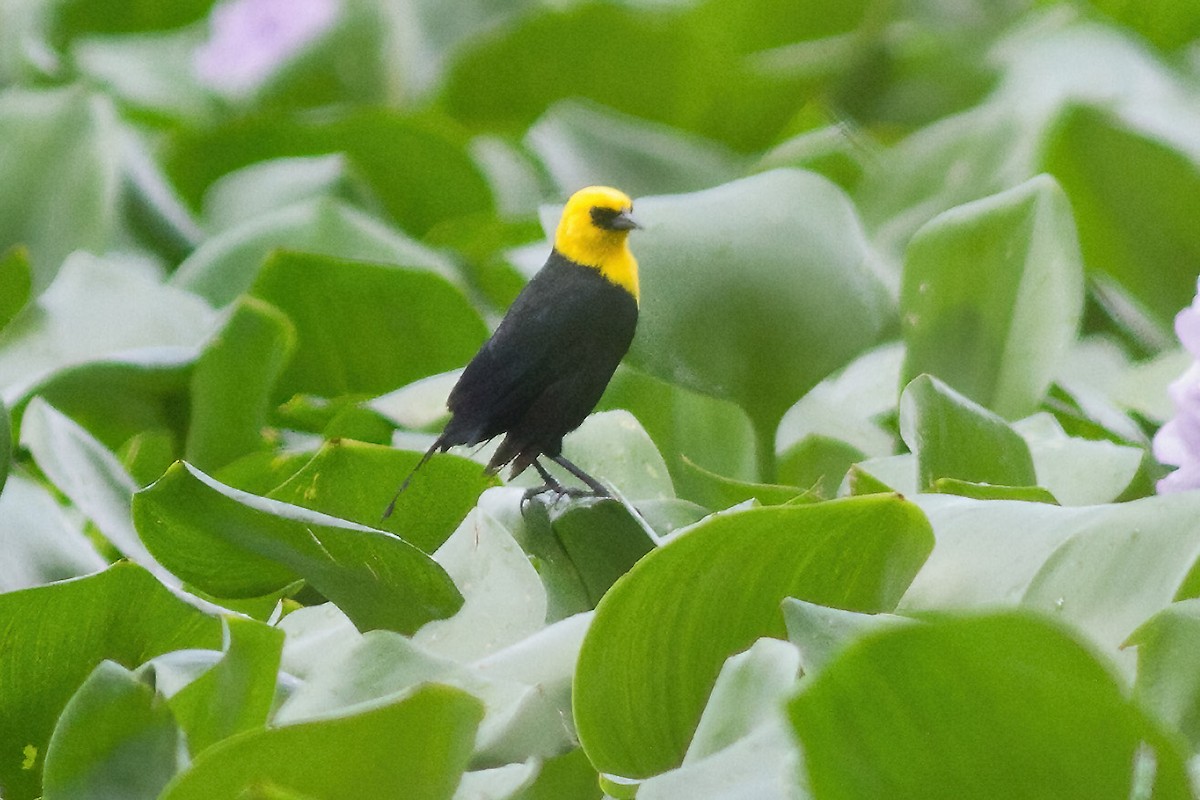Yellow-hooded Blackbird - ML601229111