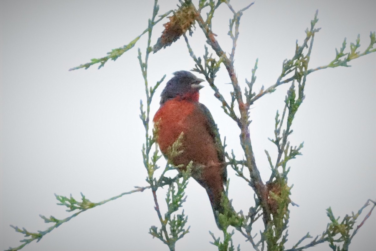 Ebird Checklist Aug W Th Terrace S Shady Rd Olathe Ks Species