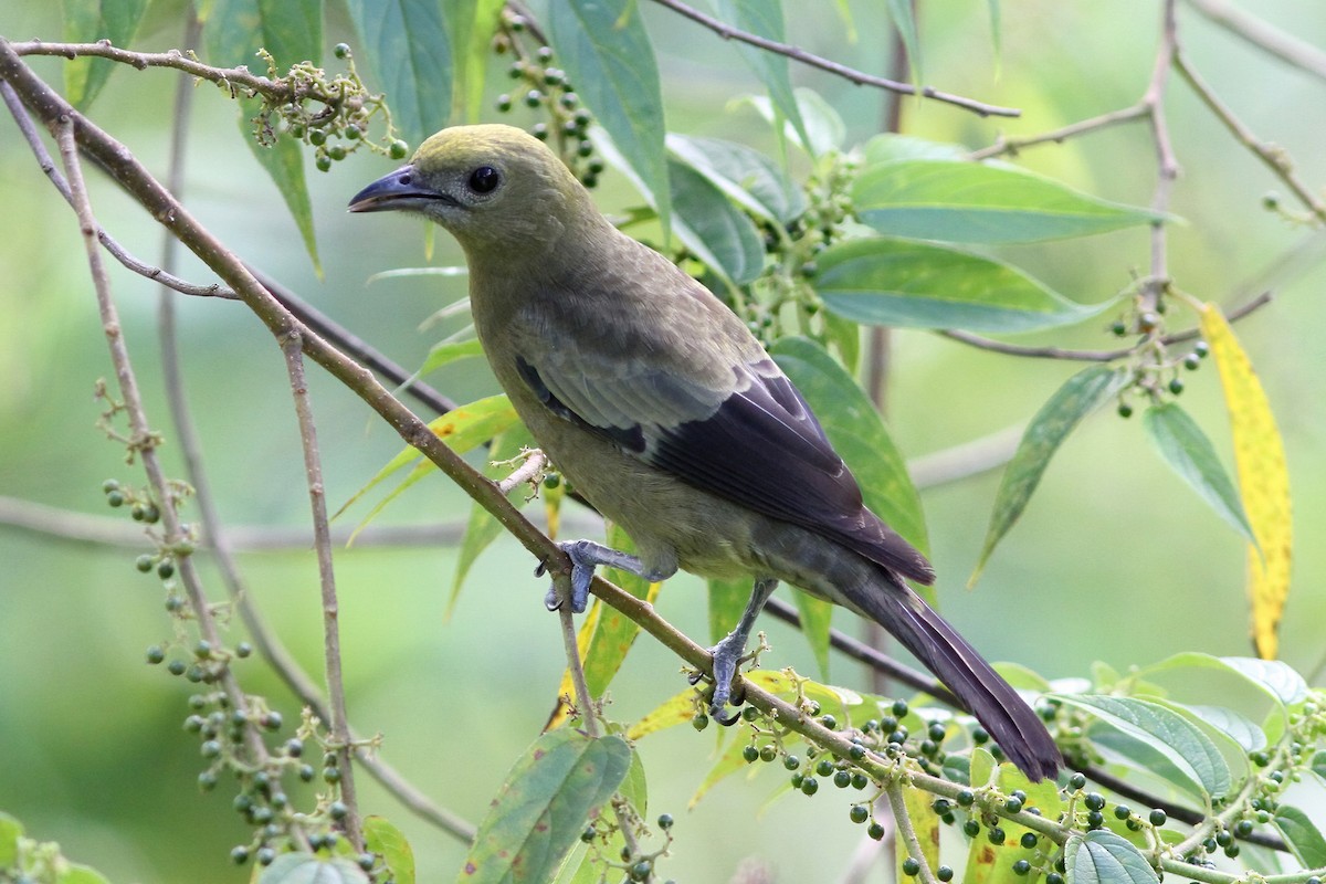 Palm Tanager - ML601231701