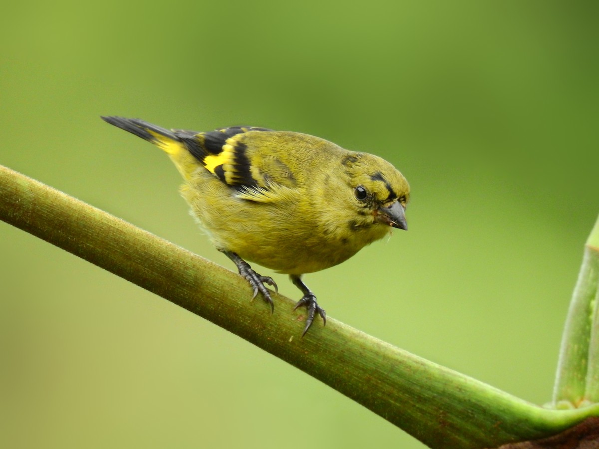 Olivaceous Siskin - ML601232711