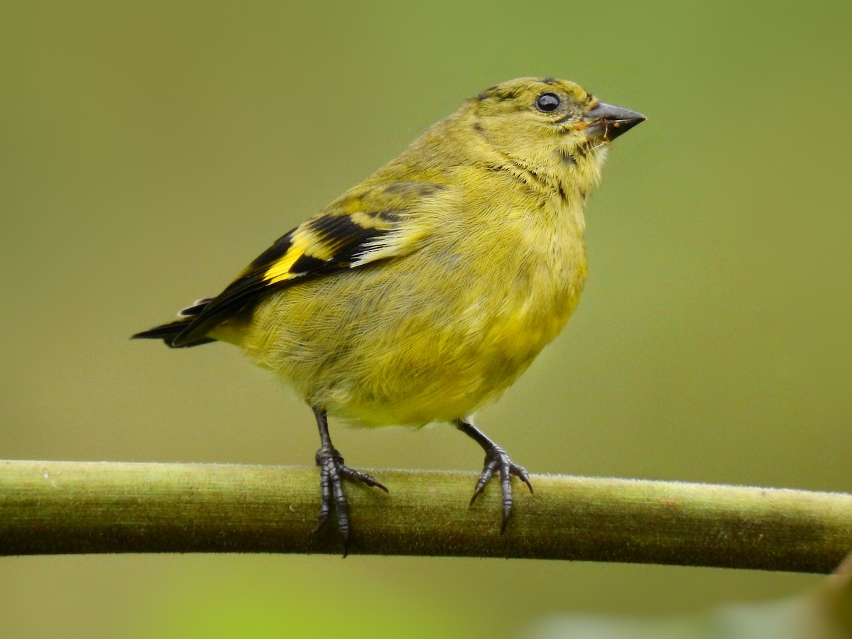Olivaceous Siskin - ML601232721