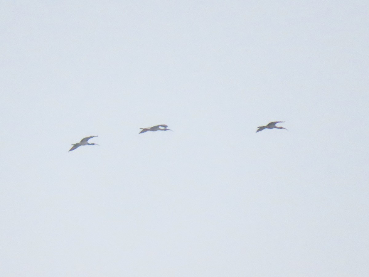 ibis bílý - ML601233131