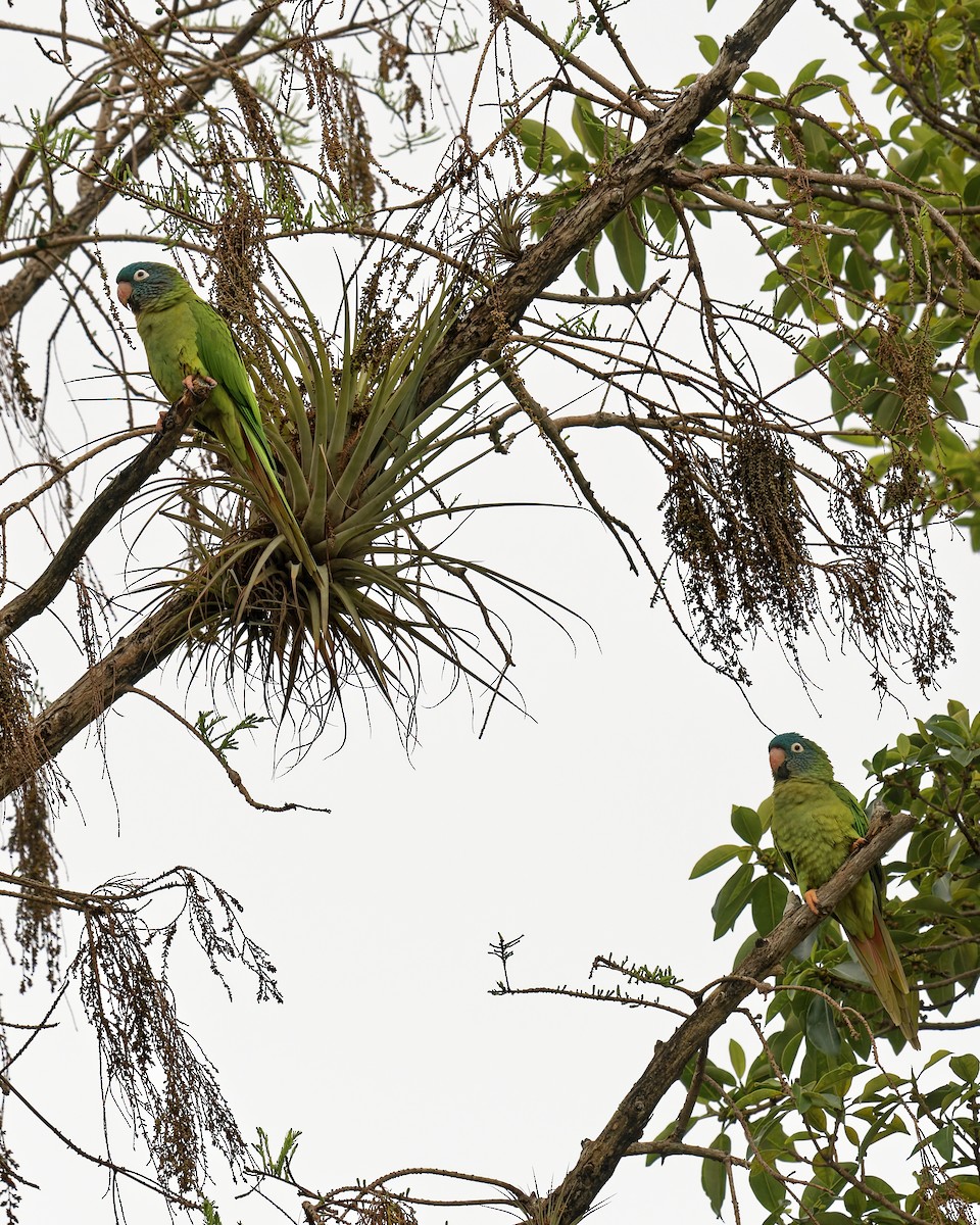 Blue-crowned Parakeet - Steeve R. Baker