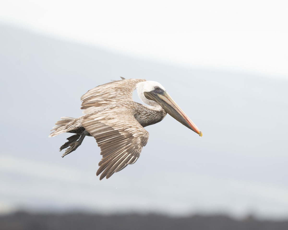 pelikán hnědý (ssp. urinator) - ML601234651
