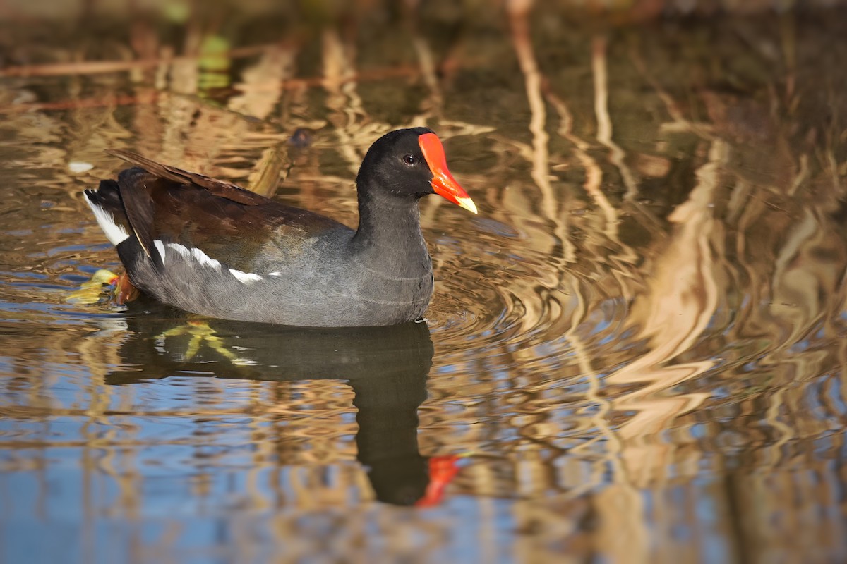 Common Gallinule - Marky Mutchler