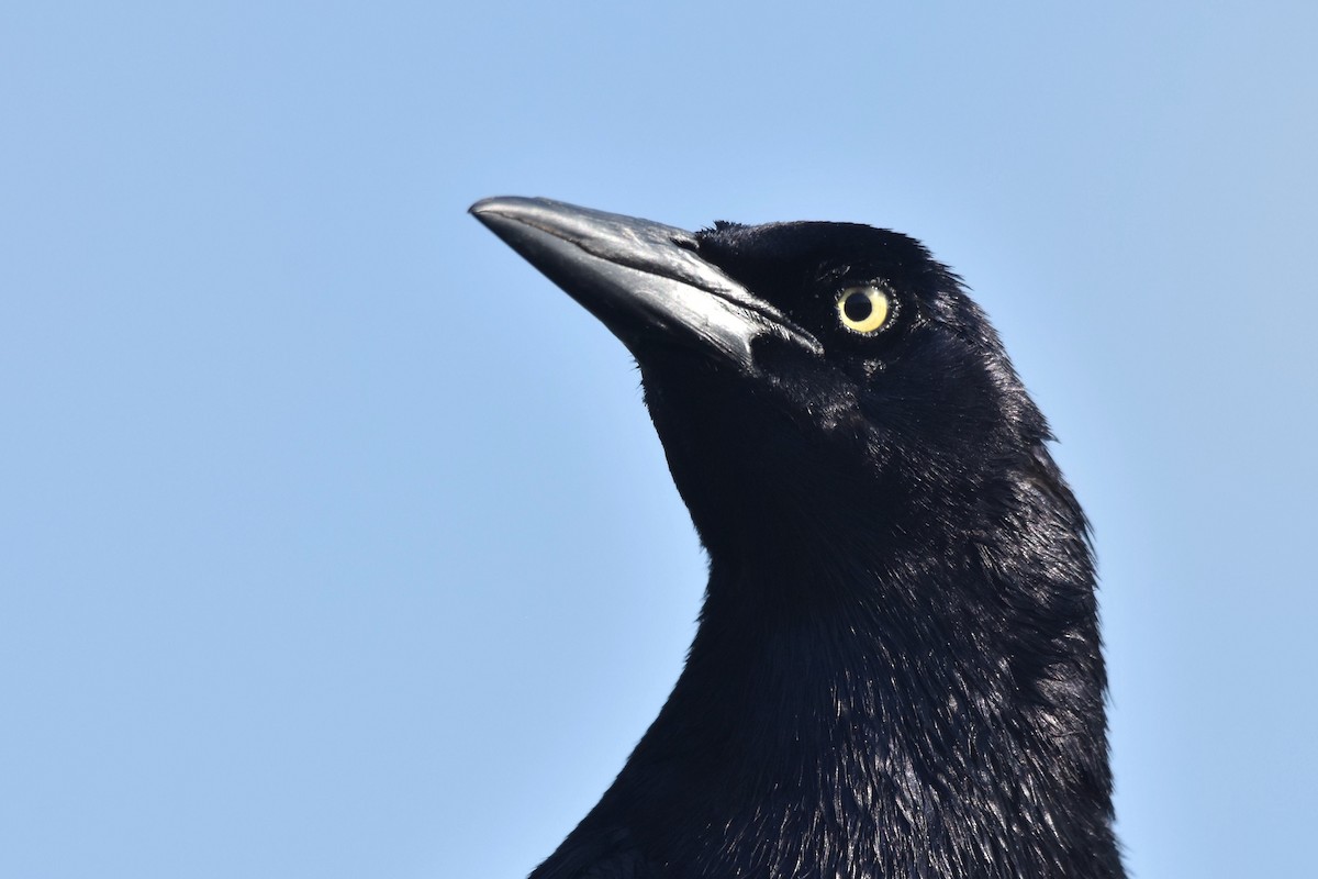 Great-tailed Grackle - ML60123561