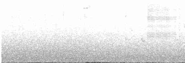White-crested Elaenia - ML601237121