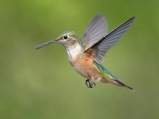  - Broad-tailed Hummingbird