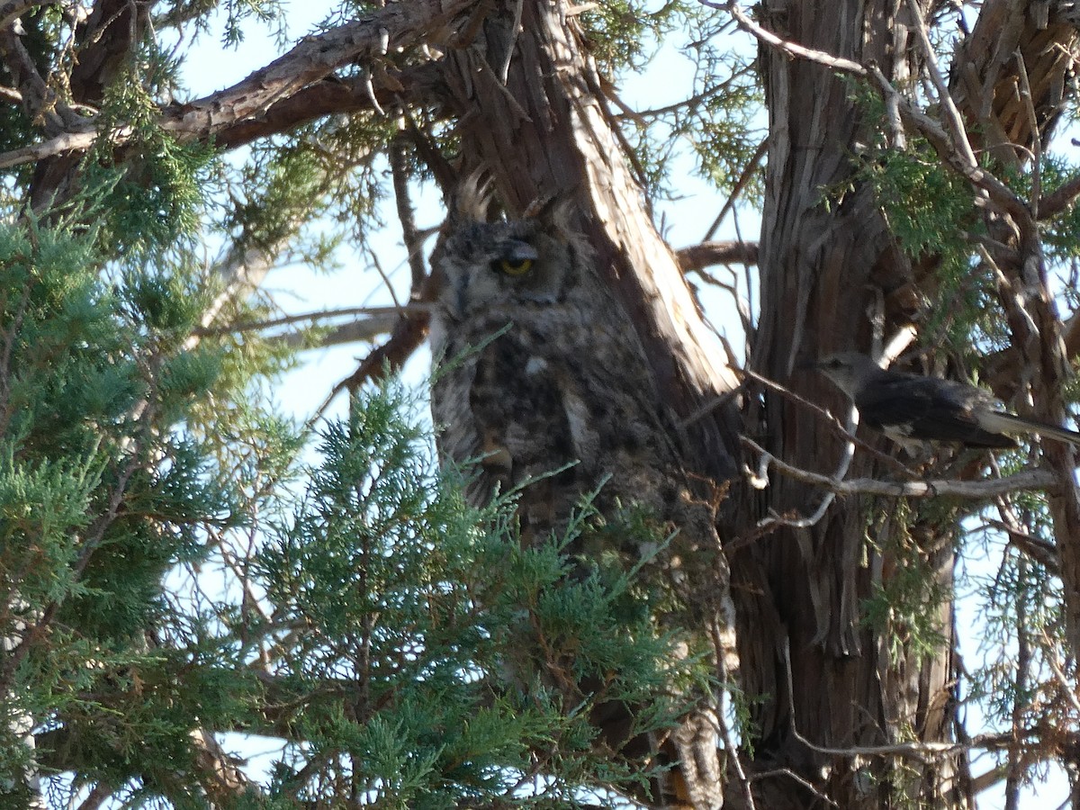 Great Horned Owl - ML601242311