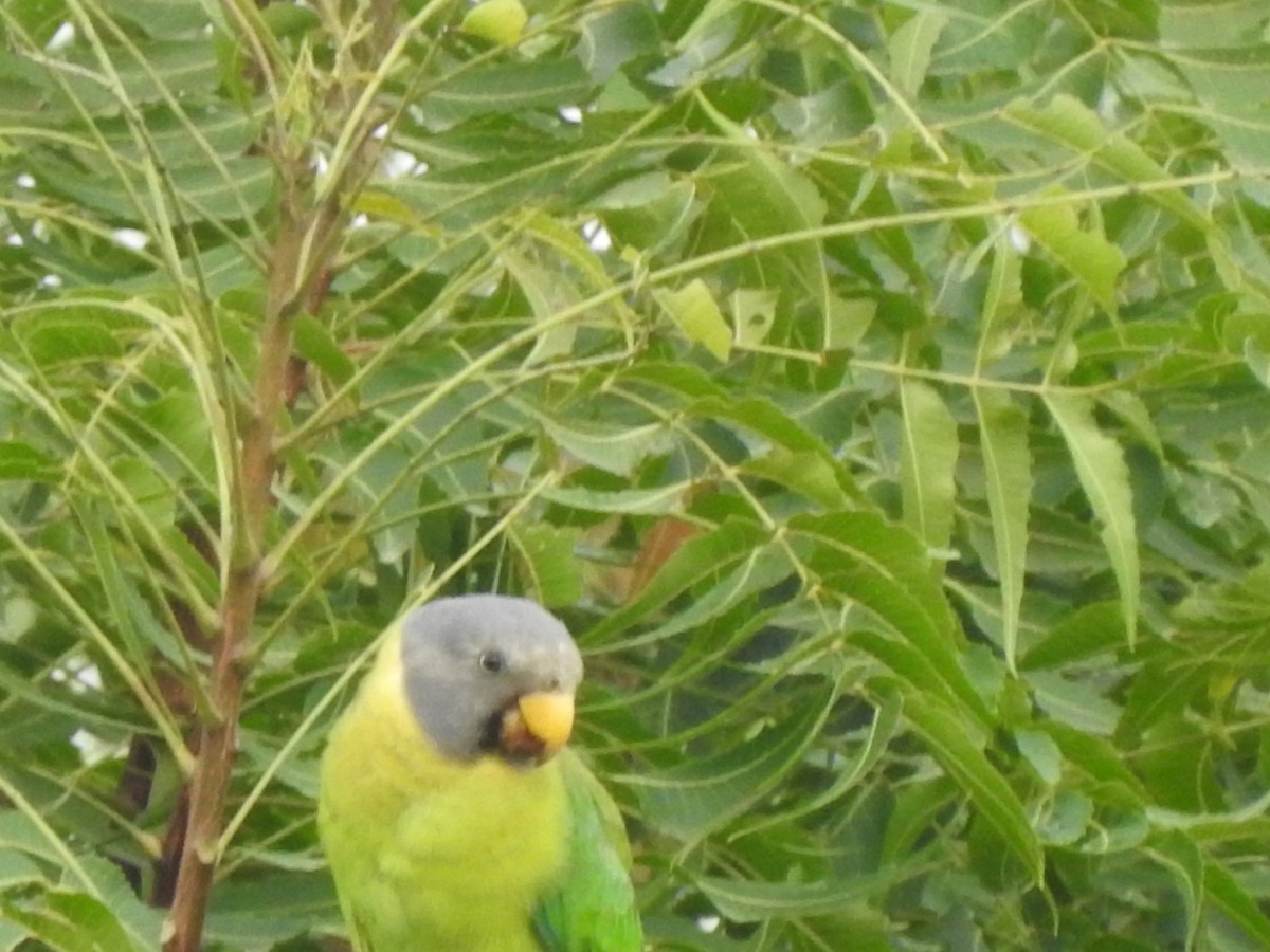Plum-headed Parakeet - ML601243121