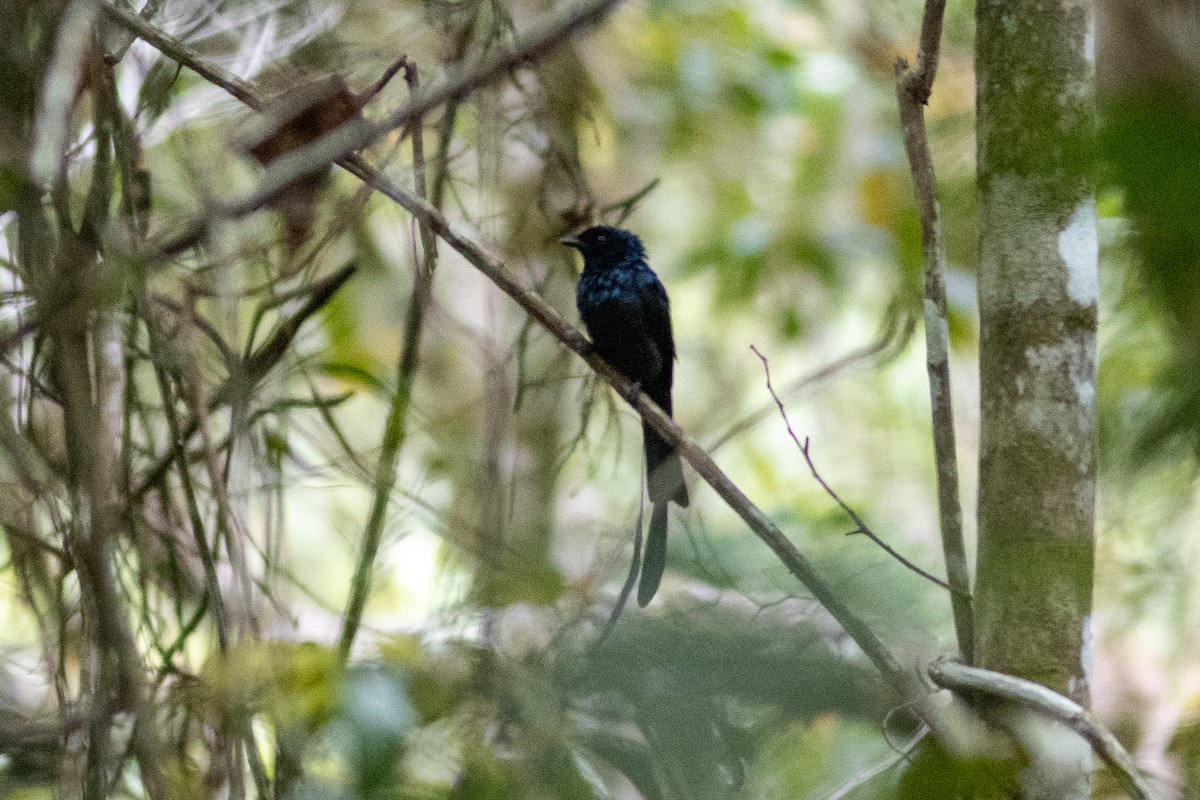 Lesser Racket-tailed Drongo - ML601245941
