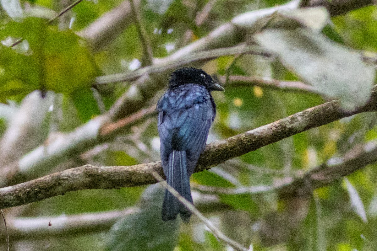 Greater Racket-tailed Drongo - ML601246111