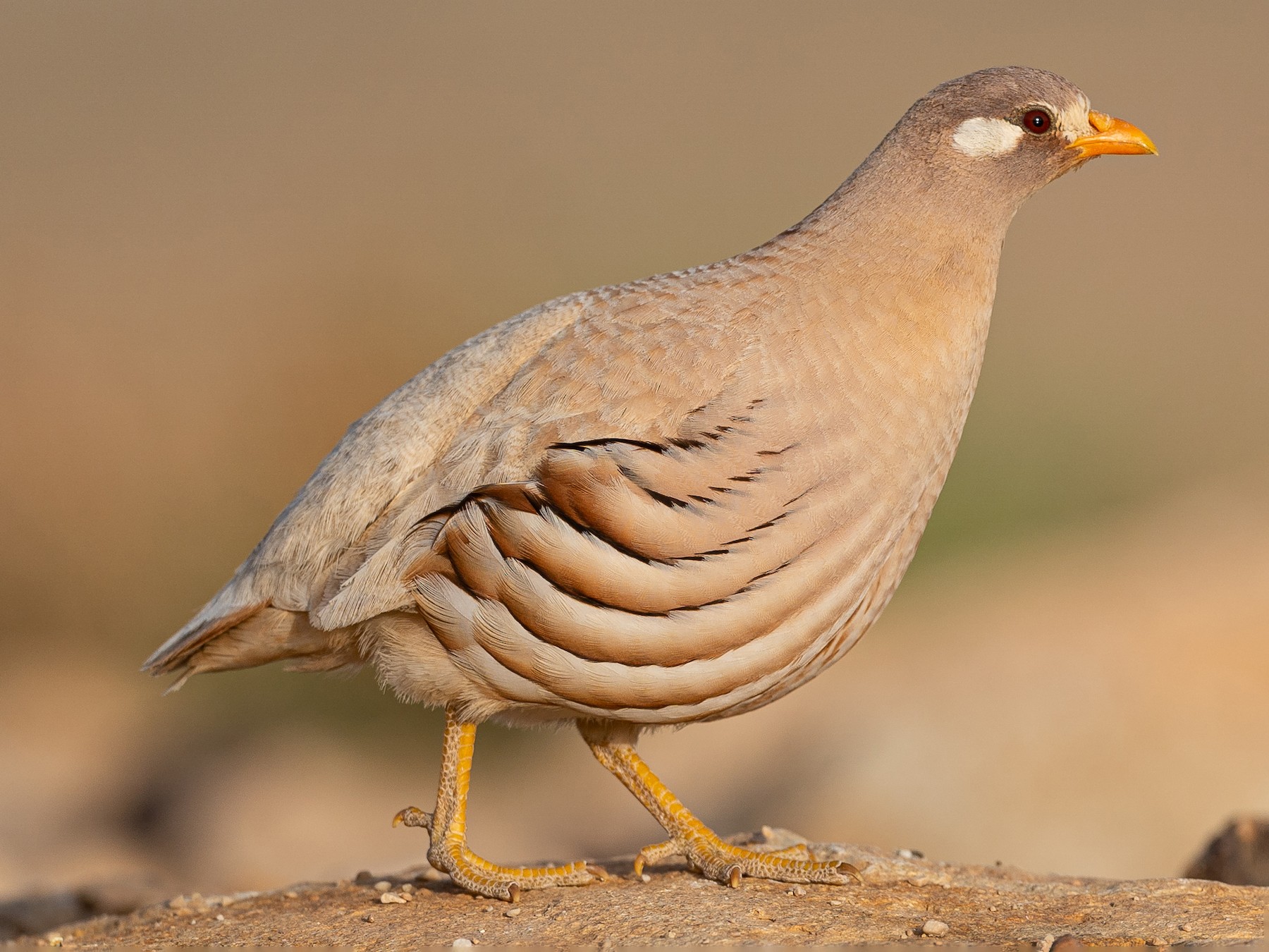 Sand Partridge - Jérémy Calvo