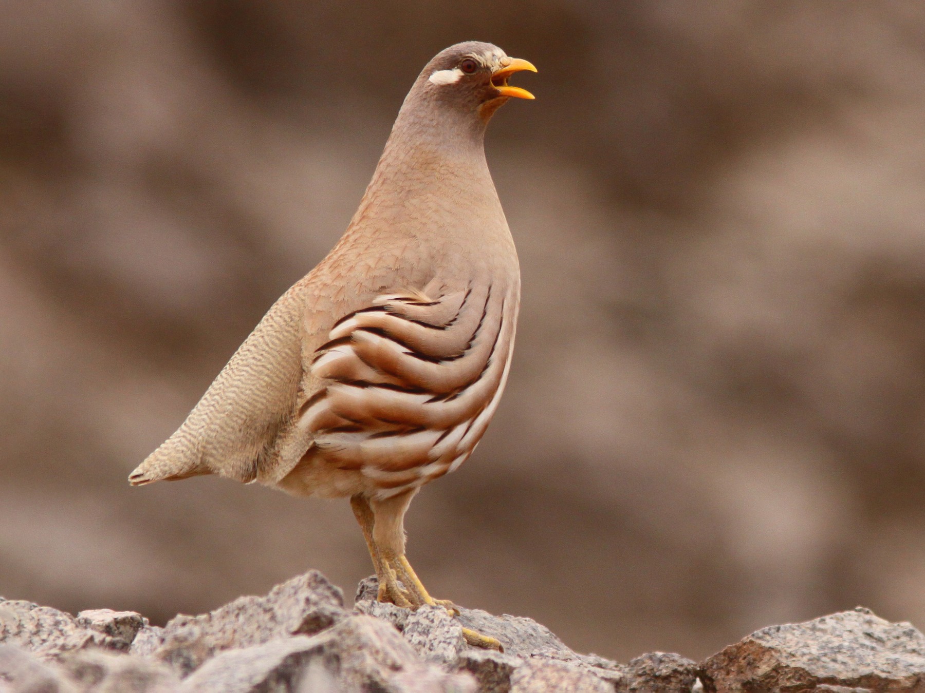 Песчаная Куропатка - EBird