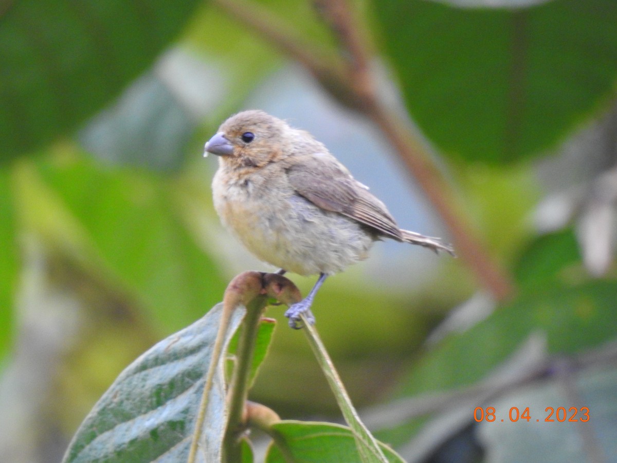 Variable Seedeater - ML601254351