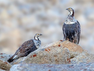 Pompalangan jojalar bilan porno