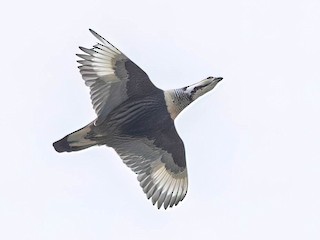 ヒマラヤセッケイ - eBird